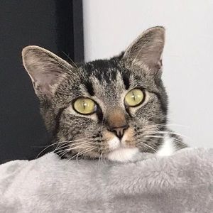 Meet your Posher, Adoptmeplease